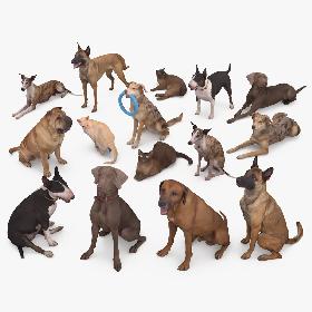 3D Animal Collection x15 3D